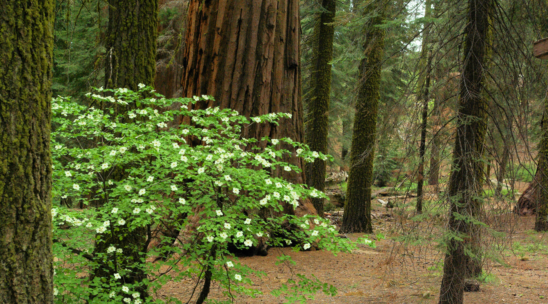 McKinley Grove Sequoias and Dogwood